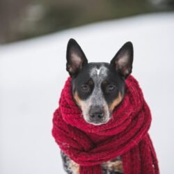 dog wearing crochet scarf with fringe while sitting on snow selective focus photography