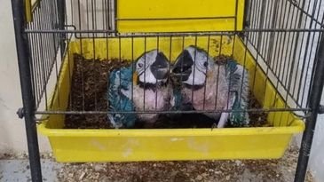 Rio de Janeiro (RJ) 17/10/2024 - Operação contra venda de animais silvestres
Foto: Polícia Civil/Divulgação