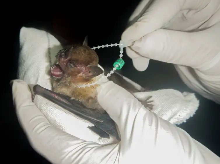 Rio de Janeiro (RJ) 03/04/2025 - Sturnira lilium - Com 37 espécies reconhecidas, Ilha Grande se torna área de conservação de morcegos.
Foto: Luciana M. Costa/Divulgação