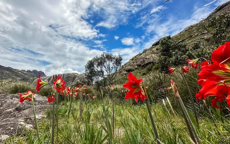 Rio de Janeiro (RJ) 07/04/2025 -  Pesquisas das pinturas rupestres no PNI.
Foto: Concessionária Parquetur/PNI/Divulgação