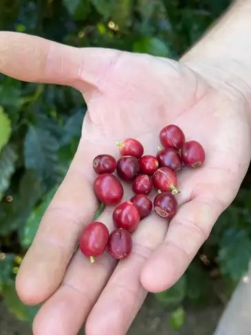 São Paulo - 17/07/2025  Festival do Vale do Café. Foto: Cristina Indio do Brasil