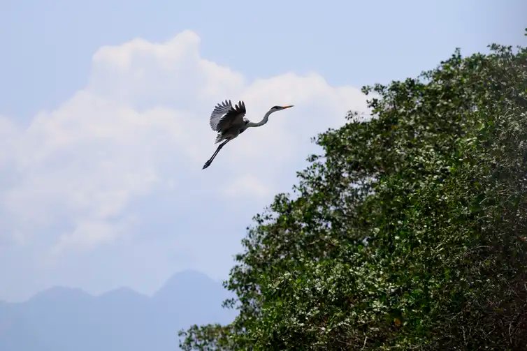Guapimirim (RJ), 16/10/2024 - Uma garça-moura (Ardea Cocoi) sobrevoa o manguezal do Rio Macacu, que desagua na Baía de Guanabara, na Estação Ecológica da Guanabara, na Área de Proteção Ambiental (APA) de Guapi-Mirim.  Foto: Fernando Frazão/Agência Brasil