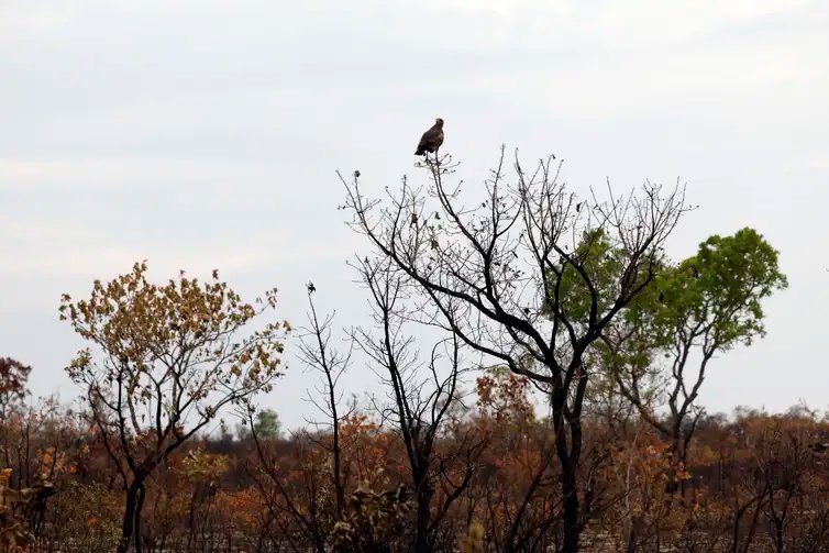Balsas (MA), 09/10/2025 – Gavião-caboclo em area de vegetação de cerrado atingida por queimada nos Gerais de Balsas. Foto: Fernando Frazão/Agência Brasil