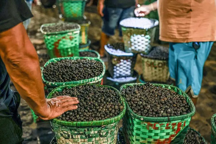 Belém (PA), 13/10/2025 -  Movimentação durante a madrugada no mercado de açaí e peixes do Ver-o-Peso, considerada a maior feira livre da América Latina. Foto: Marcelo Camargo/Agência Brasil