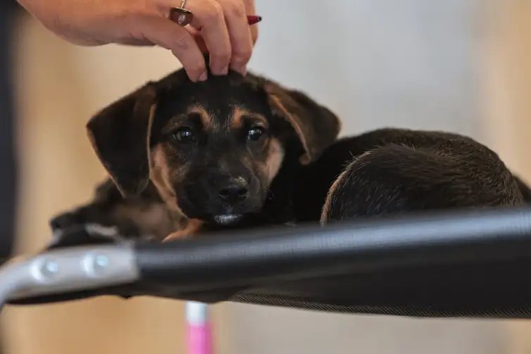 São Paulo (SP), 30/01/2026 - Adoção de Pets  na  Casa Adote na Vila Madalena em parceria com o Instituto Ampara Animal e a ONG Encontrei um Amigo.  Foto: Paulo Pinto/Agência Brasil