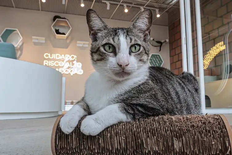 Paulo Pinto/Agência Brasil São Paulo (SP), 30/01/2026 - Adoção de Pets na Casa Adote na Vila Madalena em parceria com o Instituto Ampara Animal e a ONG Encontrei um Amigo. Foto: Paulo Pinto/Agência Brasil