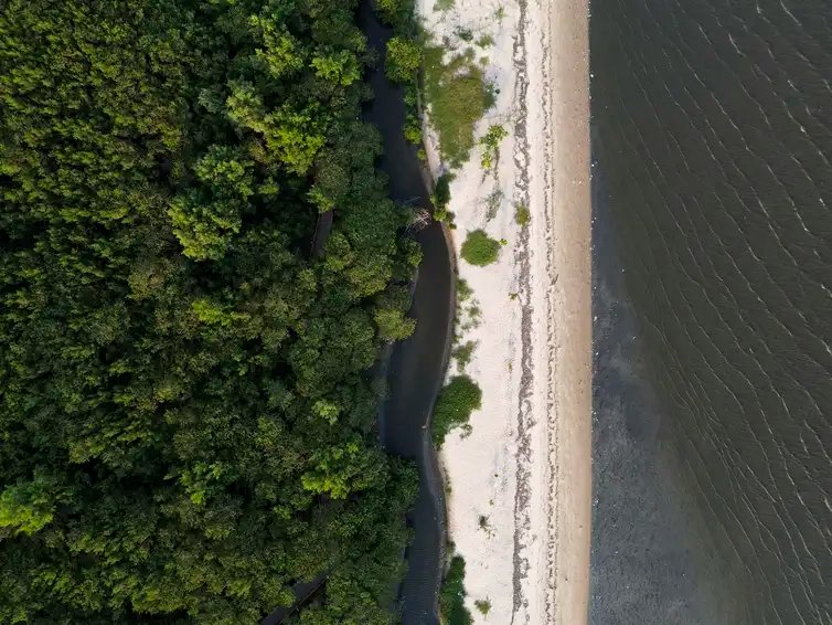 Magé (RJ), 15/10/2024 - Área de manguezal, recuperada após desastre ambiental, no Parque Natural Municipal Barão de Mauá, na margem da Baía de Guanabara. Foto: Fernando Frazão/Agência Brasil
