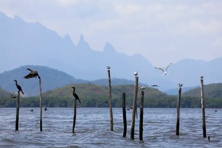 Guapimirim (RJ), 16/10/2024 - Aves marinhas no na Baía de Guanabara com manguezal e a montanha do Dedo de Deus, na Serra dos Órgãos, ao fundo. Foto: Fernando Frazão/Agência Brasil