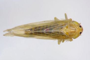 Charles Oliveira/Embrapa Brasília (DF), 07/04/2026 - Cigarrinha-do-milho.
Foto: Charles Oliveira/Embrapa