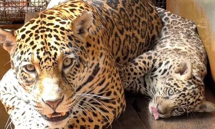 Bioparque Vale Amazônia/Divulgação Parauapebas (PA, 04/04/2026 - Nascida em dezembro no BioParque Vale Amazônia, onça-pintada recebe o nome de Xingu. Foto: Bioparque Vale Amazônia/Divulgação