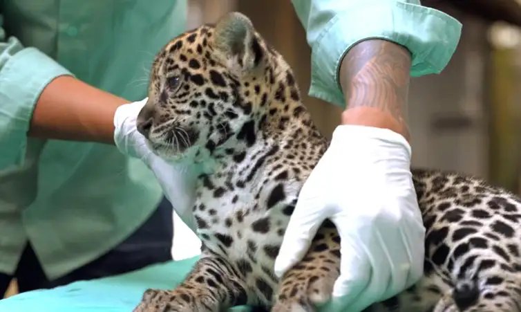 Bioparque Vale Amazônia/Divulgação Parauapebas (PA, 04/04/2026 - Nascida em dezembro no BioParque Vale Amazônia, onça-pintada recebe o nome de Xingu. Foto: Bioparque Vale Amazônia/Divulgação
