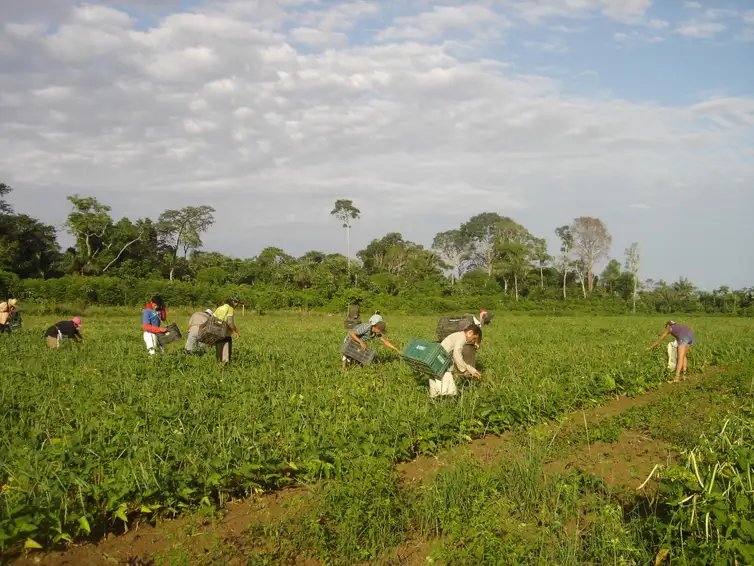 Emanuel Cavalcante/Divulgação Embrapa Amapá Agricultores familiares fazem colheita manual de feijão-caupi
