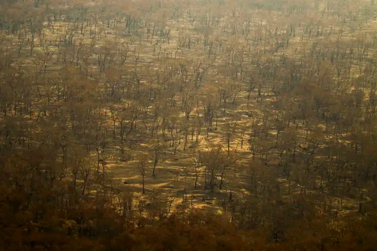 Porto Jofre (MT) 17/11/2023 – Detalhe de arvores queimadas durante incêndio florestal que atige o Pantanal.
Foto: Joédson Alves/Agência Brasil