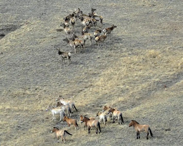 Hustai National Park/Divulgação Rio de Janeiro (RJ), 22/08/2026 – O cavalo selvagem que virou símbolo de restauração na Mongólia
Foto: Hustai National Park/Divulgação